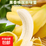 海南甜香蕉 现摘现发 到货3-5天可食用新鲜水果 海南超甜香蕉 3斤净重 香甜