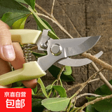 强力剪园艺剪不锈钢剪刀剪枝剪专用省力剪子花芽修花剪刀修枝剪 象牙白弯嘴树枝剪