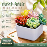 沭之美多肉植物桌面盆栽绿植教师节幼儿园办公室桌面组合源头直发