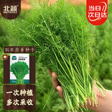 北蔬割茬茴香种子苗小茴香四季盆栽多茬蔬菜种籽 割茬茴香种子10g