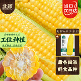 北蔬 水果玉米种子种苗超甜可生食玉米种籽 美甜六号水果玉米种子40g