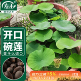 寿禾 碗莲种子苗荷花水培无土栽培花种籽 潍育寿艺开口碗莲种子30粒*2