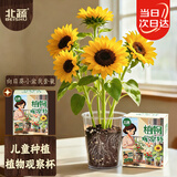 北蔬 向日葵种子苗种植套装植物观察窗儿童盆栽植物 儿童向日葵小盆栽