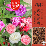 寿禾 茶花凤仙花种子种苗指甲花花卉种籽 混色茶花凤仙花种子约1000粒