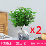 绿有意正宗清香胡椒木盆栽花卉室内外驱蚊草植物树苗老桩盆景九里香绿植 【2盆】3年苗清香驱蚊(原土 含盆