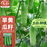 寿禾 旱黄瓜种子强雌籽种各种水果青瓜秋季四季蔬菜寿光种籽 【老品种】冰翡翠2号旱黄瓜种子60粒x2包