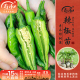寿禾 各种蔬菜苗活苗带土发货大全菜苗大型苗场秋冬秧苗山东寿光种苗 寿禾樟树港辣椒苗 6棵