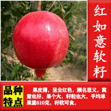 磊运石榴树树苗特大突尼斯软籽石榴带土地栽盆栽庭院果树无籽石榴树苗 红如意 3公分粗【当年结果】 70cm(含)-79cm(含)