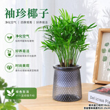 泰西丝袖珍椰子盆栽凤尾竹绿植室内客厅水培土养植物四季常青源头直发