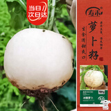寿禾圆白萝卜苗种子冰糖水果萝卜秋冬蔬菜籽 冰糖萝卜种子30g*2袋