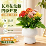沭之美长寿花盆栽花卉绿植A级粉色长寿花+小奶油提拉米苏陶瓷盆源头直发
