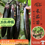 寿禾长茄子苗带土秧苗紫黑亮长茄四季菜苗蔬菜苗源头直发包邮