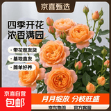 果汁阳台月季花苗四季开花卉盆栽绿植物室内花易活玫瑰带花苞庭院 果汁阳台【大花浓香，月月开分枝多】 【带花苞】【盆口径15cm】原盆冠25高35