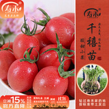 寿禾 各种蔬菜苗活苗带土发货大全菜苗大型苗场秋冬秧苗山东寿光种苗 千禧果西红柿苗6棵带200g豆粕肥