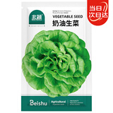 北蔬 奶油生菜种子苗早生阳台四季种青菜蔬菜种籽 奶油生菜种子3500粒