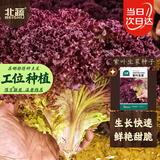 北蔬 紫生菜种子种苗红叶生菜速生耐热四季菜种籽 紫叶生菜种子2000粒