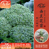寿禾 各种蔬菜苗活苗带土发货大全菜苗大型苗场秋冬秧苗山东寿光种苗 西兰花苗6棵