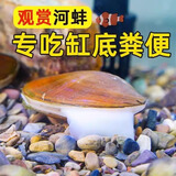 黄金螺除藻螺冷水淡水螺鱼缸观赏螺吃青苔藻类 10-15厘米净水河蚌2只送1只备损
