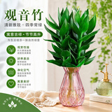 沭之美观音竹室内盆栽办公室绿植水培植物四季常青好养竹源头直发