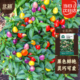 北蔬 七彩椒种子种苗五彩泡椒可观赏盆栽蔬菜种籽 七彩椒种子100粒
