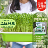 北蔬水培蔬菜豌豆种子芽苗菜育苗盘种植盒套装 加深盘水培豌豆苗套餐