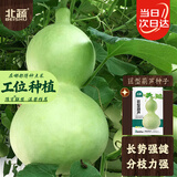 北蔬 巨型葫芦种子种苗特大观赏文玩庭院盆栽葫芦籽 巨型葫芦种子20粒