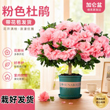 泰西丝杜鹃花盆栽四季常青室内外绿植阳台耐寒好养花卉盆景植物源头直发