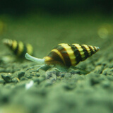 听白阁观赏螺斑马黄金螺彩蛋紫纹黑金刚蜜蜂角螺白玉清洁除藻工具螺清缸 黑金刚+杀手+斑马各2只