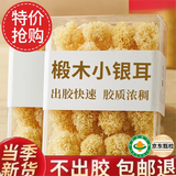 内廷上用胖东来同款有机椴木小银耳500克干货特级无熏硫白木耳出胶银耳碎 椴木小银耳 100g*1袋 【出胶快速】
