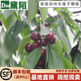 黛陌 樱桃苗嫁接樱桃树苗美国车厘子黑珍珠盆栽地栽当年结果南方北方 美国加州车厘子5年苗(当年结果)