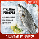 1号会员店（One's Member）零添加保水剂白蕉三去海鲈鱼 净重1000g(500g*2) 海鲜水产鱼类 