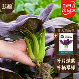 北蔬紫油菜种子苗紫罗兰小白菜青菜苏州青四季蔬菜种籽 紫油菜种子10g