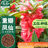 寿禾 重瓣凤仙花种子种苗观赏花卉种籽 潍育重瓣凤仙花种子5g约500粒