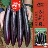 寿禾长茄子种子苗紫皮秋季菜园种植菜种籽 潍丰黑豹2号长茄种子120粒