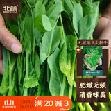 北蔬 豌豆尖种子苗无须豌豆苗芽苗菜大叶四季菜籽 无须豌豆尖种子100g