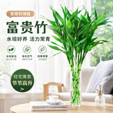 沭之美富贵竹水培客厅绿植招财旺宅花卉植物水养常青竹子文昌竹源头直发