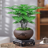 花行榜文竹盆栽绿植物室内客厅中式禅意盆景办公室摆件高端花卉源头直发