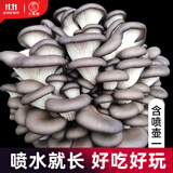 大禹蘑菇种植包玉米平菇芯菌包家庭种植香菇菌菇种子可食用菌包菌棒 平菇蘑菇菌包1个约1斤半+喷壶