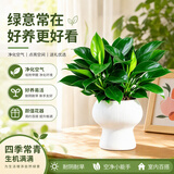 行湘金钻绿公主盆栽办公室桌面绿植盆景摆件大叶植物四季好养源头直发