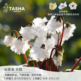 塔莎的花园仙客来盆栽带花室内客厅植物小苗开花迷你花卉大花苗 天鹅120# 带盆栽好