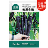 北蔬 尖椒辣椒种子苗紫黑色香辣中早熟四季盆栽菜籽 紫黑尖椒种子15粒