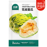 北蔬面瓜种子种苗香瓜甜瓜薄皮纯面四季种水果籽 花皮面瓜种子150粒