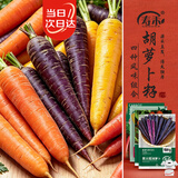 寿禾胡萝卜种子苗大全秋冬季水果肉质脆甜蔬菜种籽 4种胡萝卜种子大全
