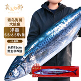 卖鱼七郎青岛海捕野生大鲅鱼整条5.5-6.5斤冷冻马鲛鱼送年货礼盒源头直发