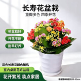 沭之美长寿花绿植花卉室内阳台盆栽带花苞植物桌面客厅办公室花源头直发