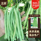 北蔬 四季豆种子苗地豆不搭架豆角四季种蔬菜种籽 北蔬四季豆种子50g