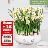 花翁漳州水仙花种球盆栽水养花卉绿植室内冬季水培植物带花苞源头直发