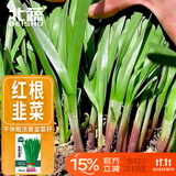 北蔬 紫根韭菜籽种子苗独根红宽叶蔬菜种籽 紫根韭菜种子10g约1800粒
