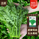 北蔬茼蒿菜种子苗小叶家庭阳台农家四季菜种籽 小叶茼蒿种子约3000粒
