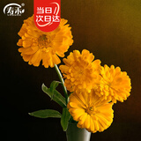寿禾 金盏菊花种子苗多年生室内外四季种植草花种籽 金盏菊种子3000粒